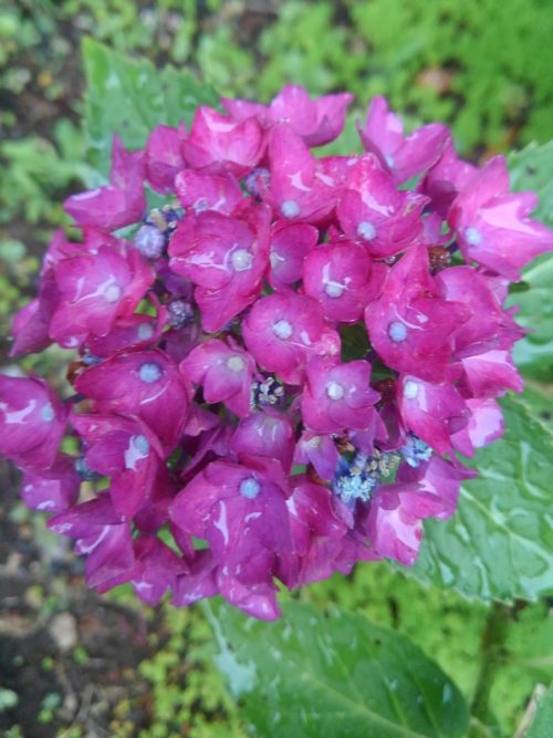 かも子ブログ 紫陽花