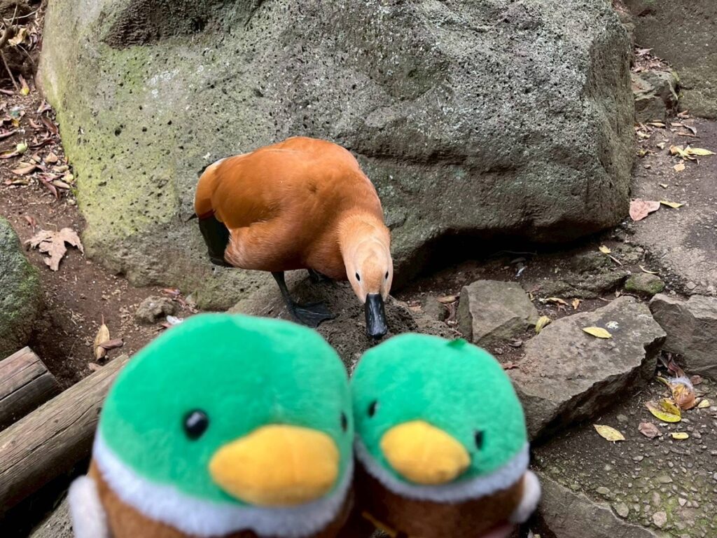 シャボテン公園2