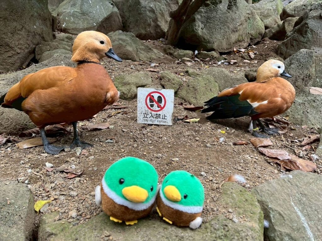 シャボテン公園1